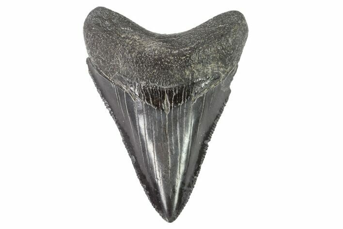 Serrated, Juvenile Megalodon Tooth - Georgia #90822